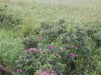 The sea wild rose in the Bay of Boysman