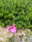 Wild nature